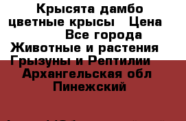 Крысята дамбо цветные крысы › Цена ­ 250 - Все города Животные и растения » Грызуны и Рептилии   . Архангельская обл.,Пинежский 